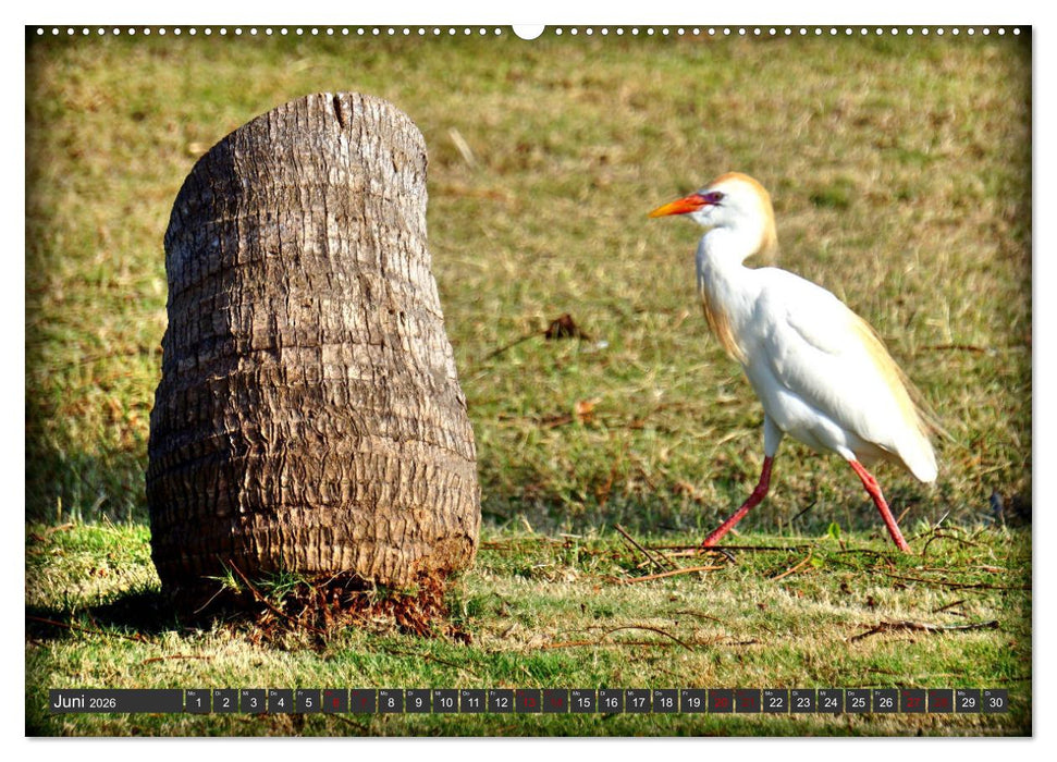 Unter Reihern (CALVENDO Wandkalender 2026)