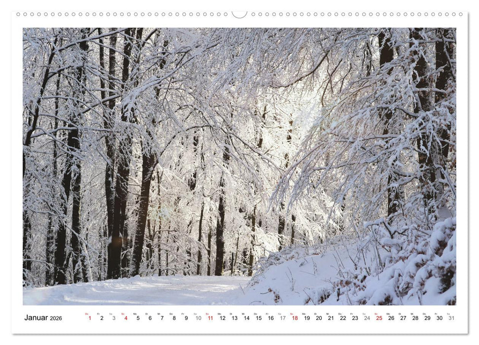 Mein Sehnsuchtsort, der heimische Wald (CALVENDO Premium Wandkalender 2026)