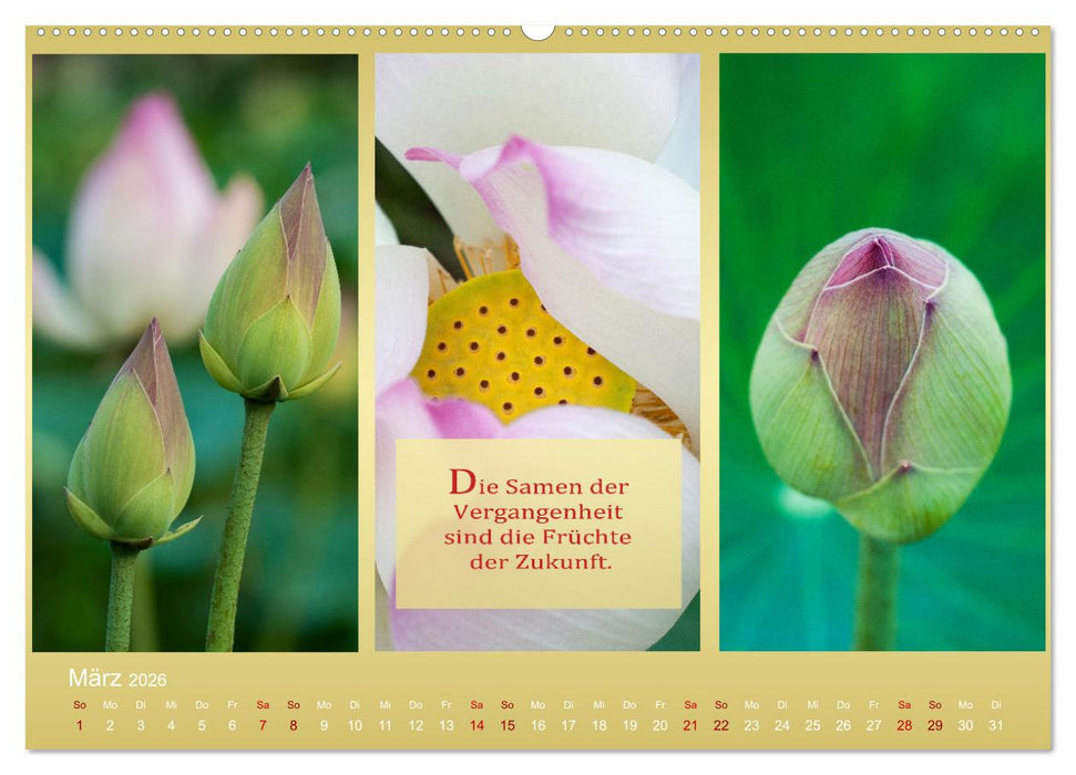 MEDITATION Momente für mich (CALVENDO Premium Wandkalender 2026)