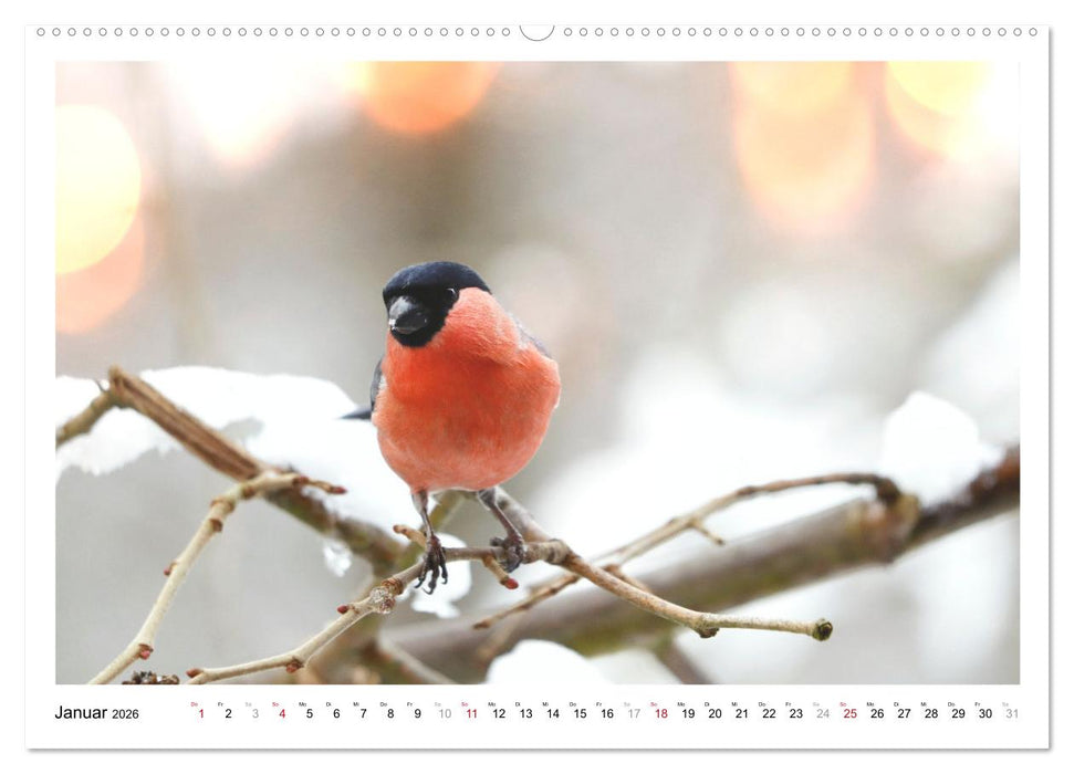 Dompfaff, Blutfink, Gimpel (CALVENDO Premium Wandkalender 2026)