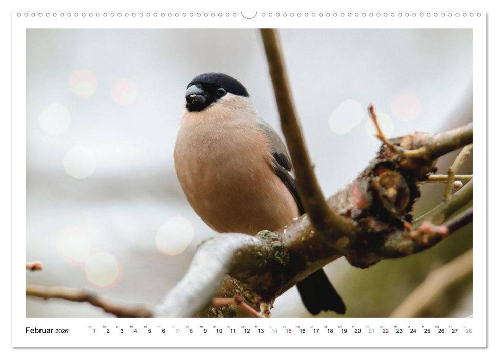 Dompfaff, Blutfink, Gimpel (CALVENDO Premium Wandkalender 2026)