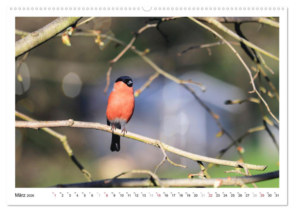 Dompfaff, Blutfink, Gimpel (CALVENDO Premium Wandkalender 2026)