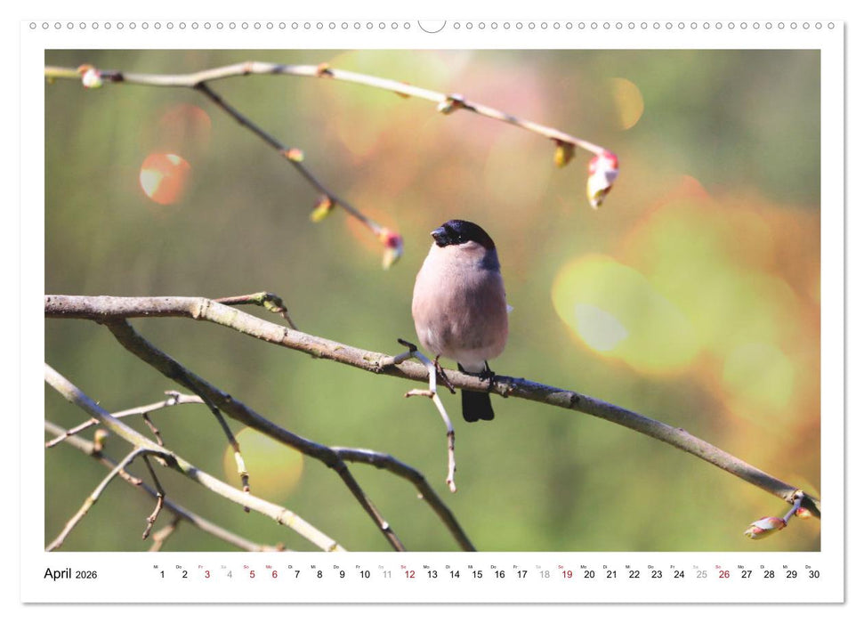 Dompfaff, Blutfink, Gimpel (CALVENDO Premium Wandkalender 2026)