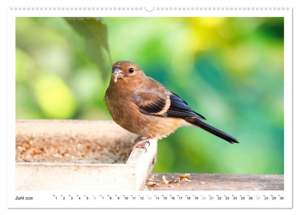 Dompfaff, Blutfink, Gimpel (CALVENDO Premium Wandkalender 2026)