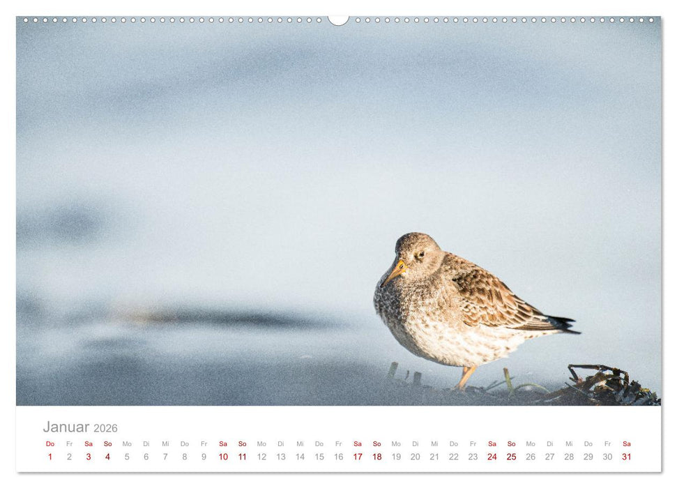 Limikolen - Watvögel an Nord- und Ostseeküste (CALVENDO Premium Wandkalender 2026)