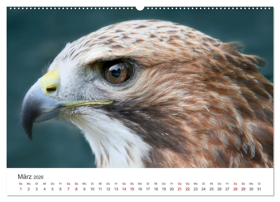 GREIFVOGEL- UND EULENPORTRÄTS (CALVENDO Premium Wandkalender 2026)