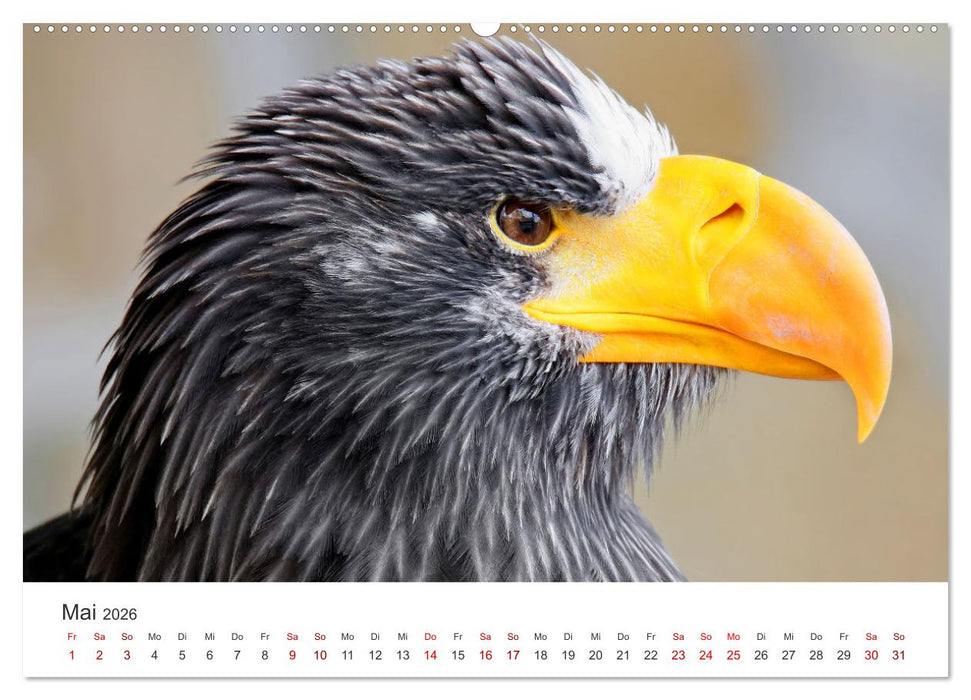 GREIFVOGEL- UND EULENPORTRÄTS (CALVENDO Premium Wandkalender 2026)