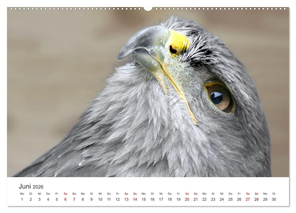 GREIFVOGEL- UND EULENPORTRÄTS (CALVENDO Premium Wandkalender 2026)