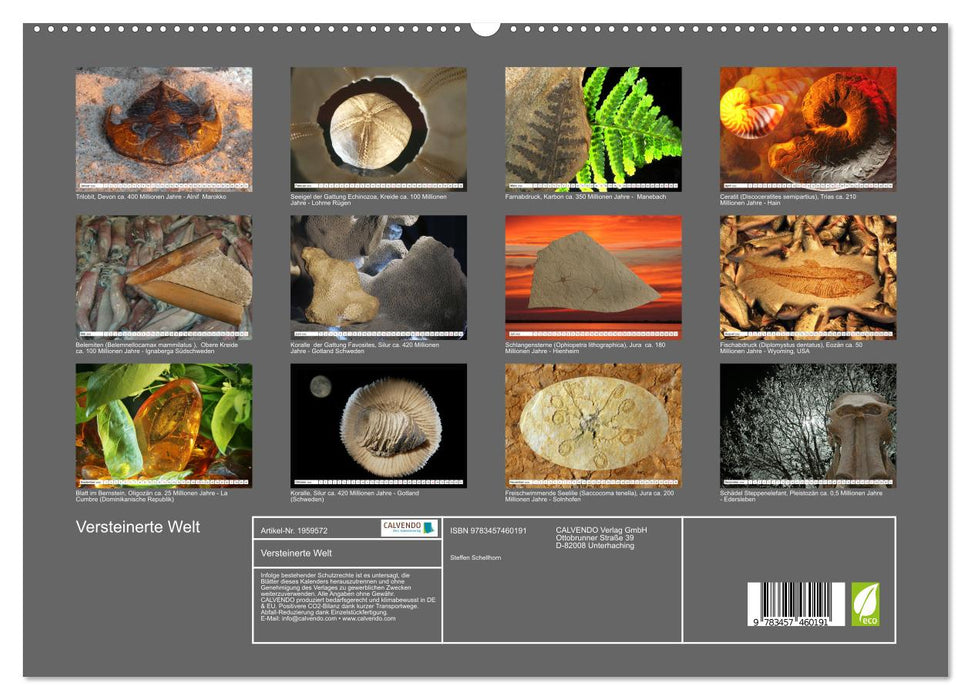 Versteinerte Welt (CALVENDO Premium Wandkalender 2026)