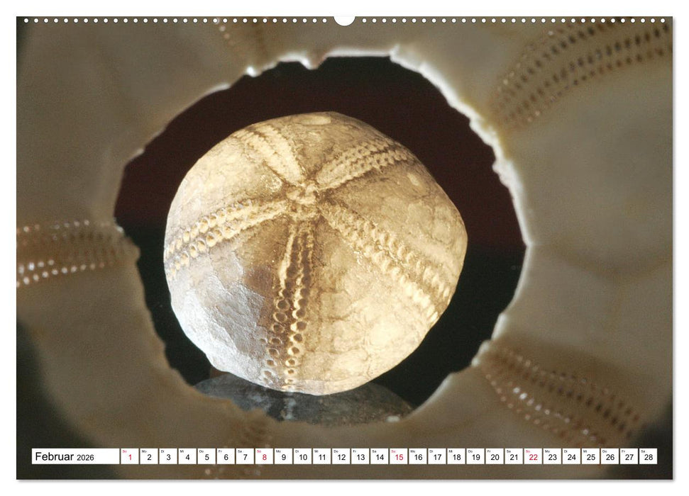 Versteinerte Welt (CALVENDO Premium Wandkalender 2026)