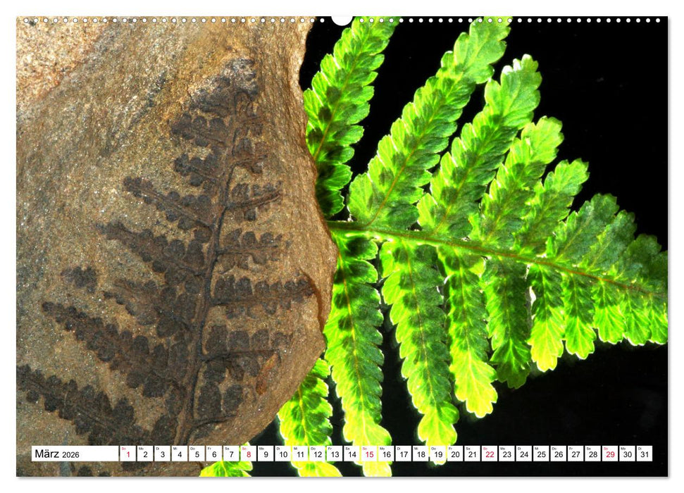 Versteinerte Welt (CALVENDO Premium Wandkalender 2026)