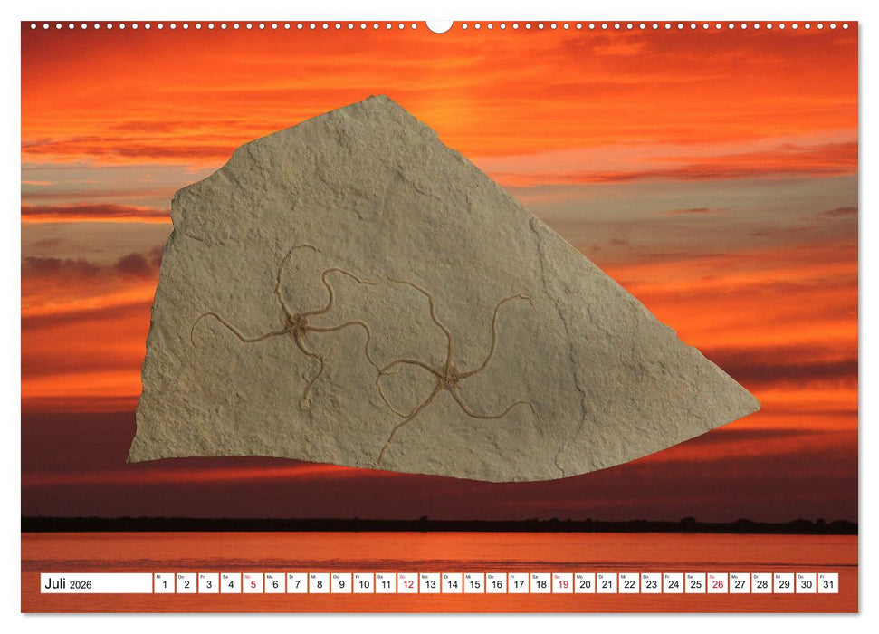 Versteinerte Welt (CALVENDO Premium Wandkalender 2026)