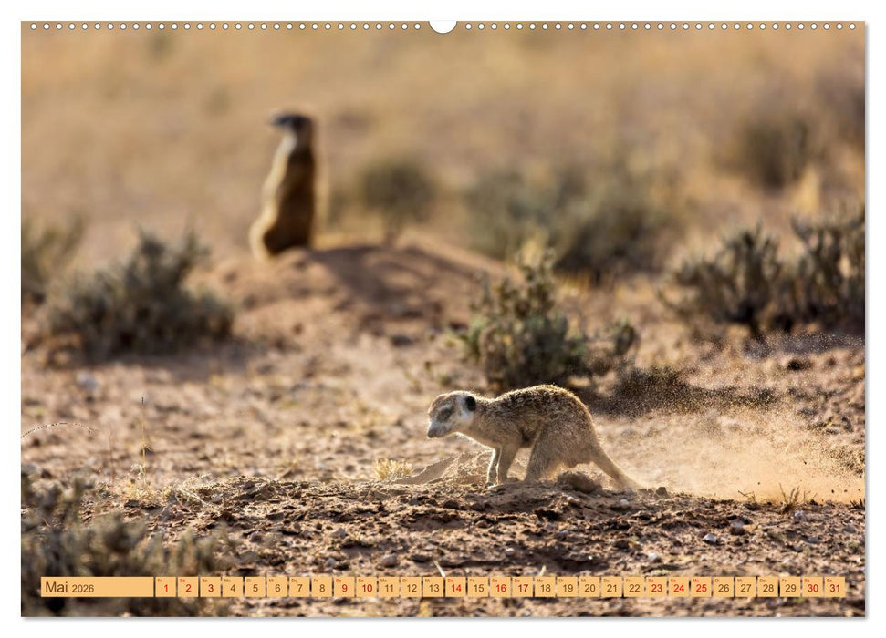 Afrikas Tierwelt - Erdmännchen (CALVENDO Wandkalender 2026)