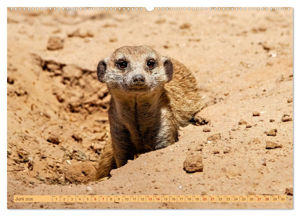 Afrikas Tierwelt - Erdmännchen (CALVENDO Wandkalender 2026)