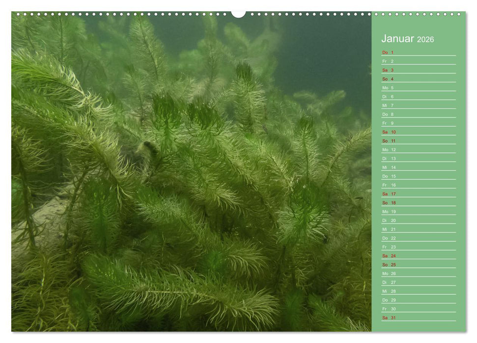 Baggersee - die grüne Welt (CALVENDO Premium Wandkalender 2026)