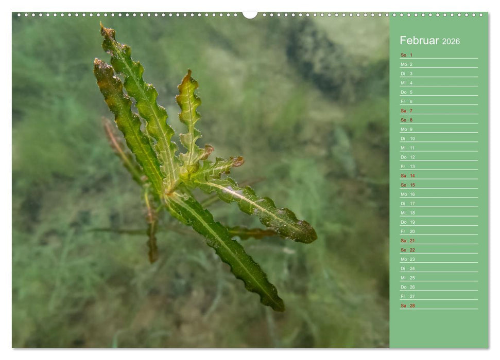 Baggersee - die grüne Welt (CALVENDO Premium Wandkalender 2026)