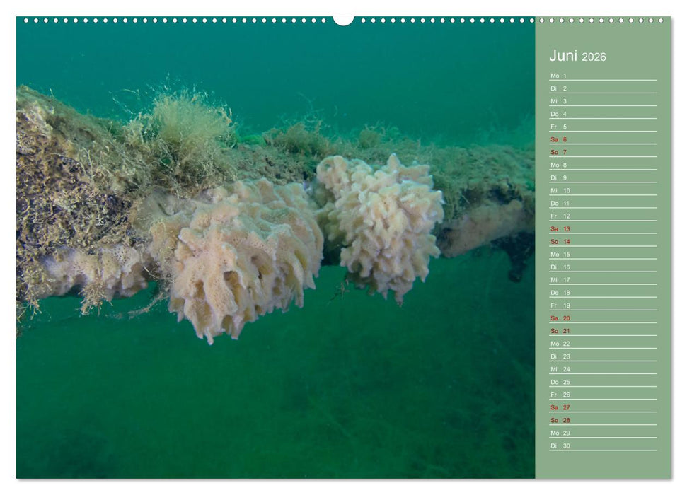 Baggersee -hautah (CALVENDO Premium Wandkalender 2026)