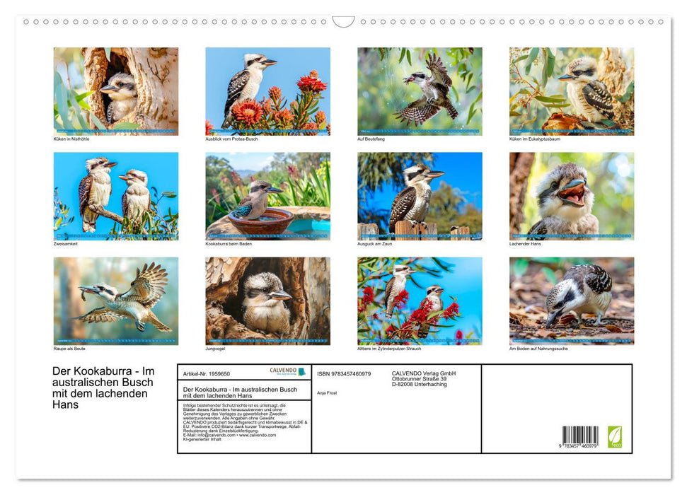 Der Kookaburra - Im australischen Busch mit dem lachenden Hans (CALVENDO Wandkalender 2026)