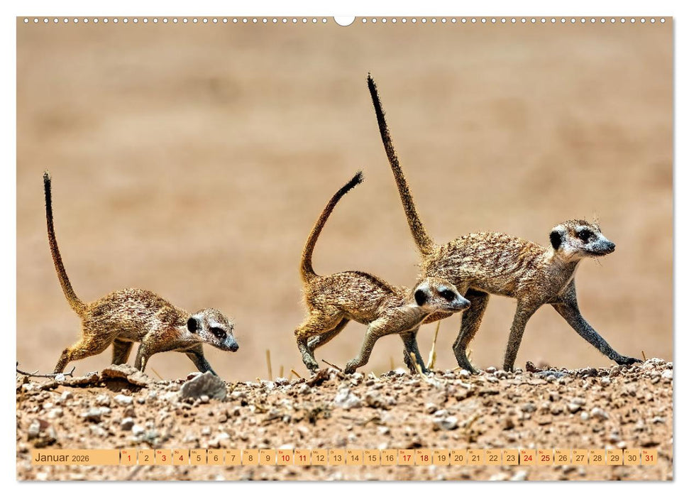 Afrikas Tierwelt - Erdmännchen (CALVENDO Premium Wandkalender 2026)