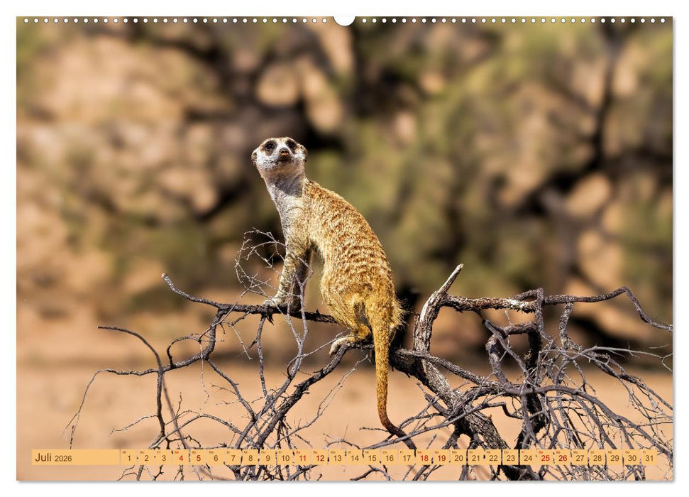 Afrikas Tierwelt - Erdmännchen (CALVENDO Premium Wandkalender 2026)