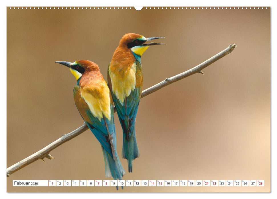 Bunte Flieger (CALVENDO Wandkalender 2026)