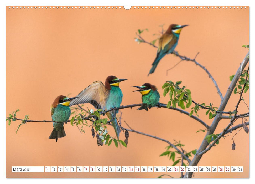 Bunte Flieger (CALVENDO Wandkalender 2026)