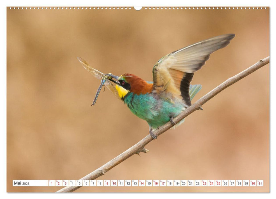 Bunte Flieger (CALVENDO Wandkalender 2026)