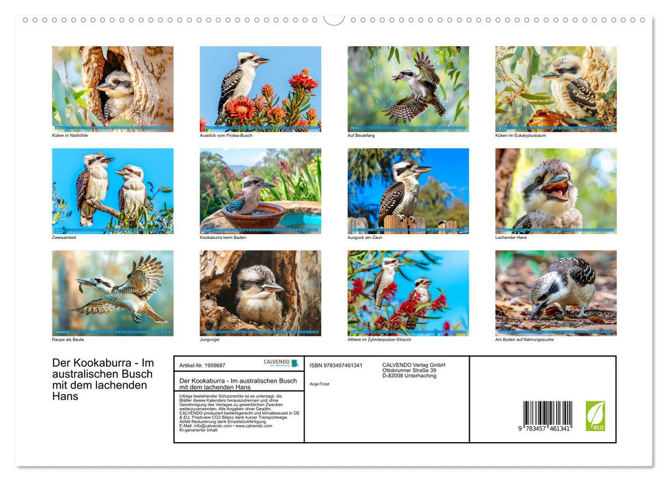 Der Kookaburra - Im australischen Busch mit dem lachenden Hans (CALVENDO Premium Wandkalender 2026)