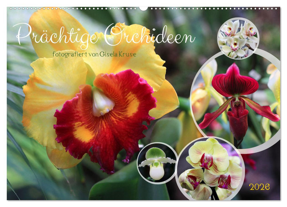 Prächtige Orchideen (CALVENDO Wandkalender 2026)