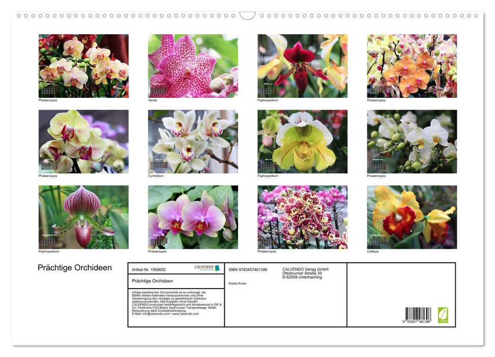 Prächtige Orchideen (CALVENDO Wandkalender 2026)