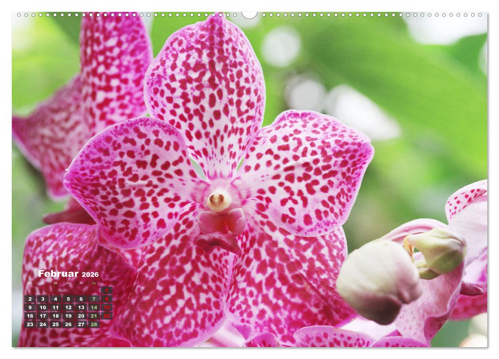Prächtige Orchideen (CALVENDO Wandkalender 2026)