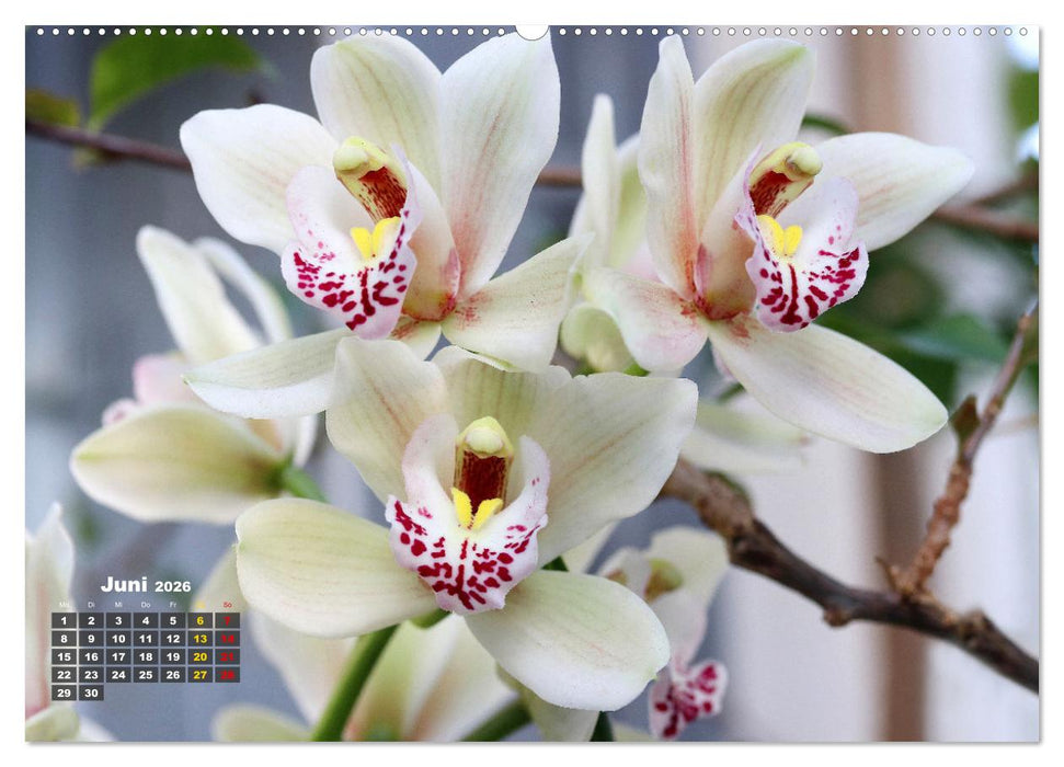 Prächtige Orchideen (CALVENDO Wandkalender 2026)