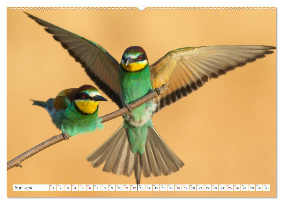 Bunte Flieger (CALVENDO Premium Wandkalender 2026)