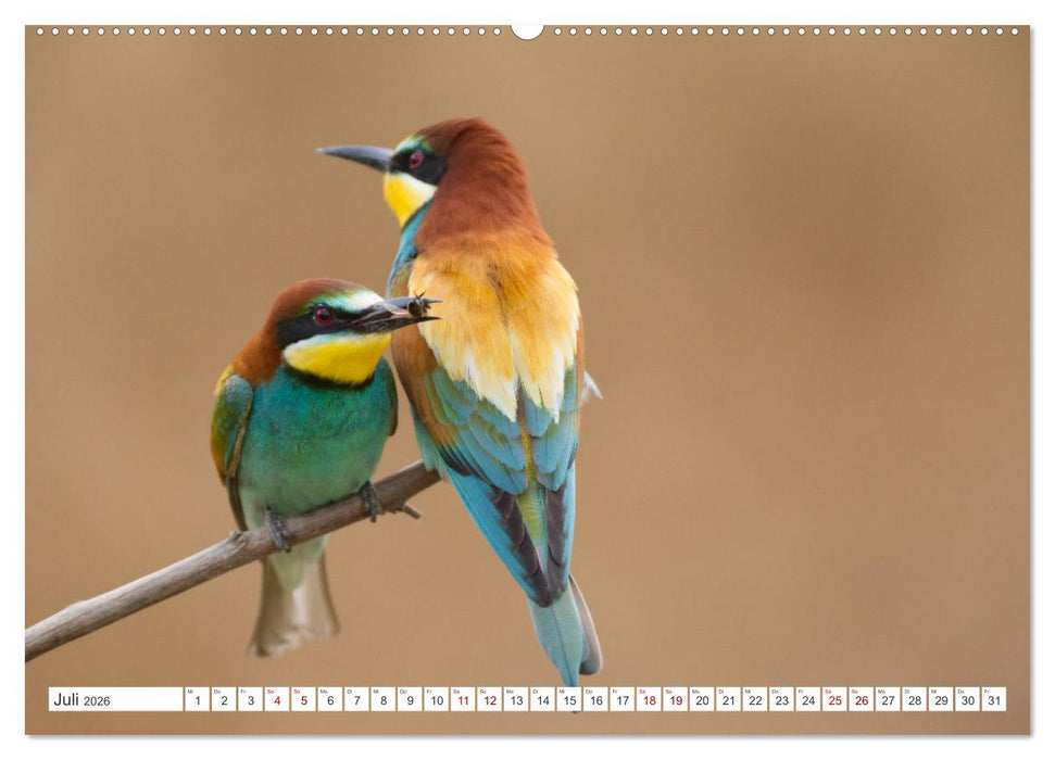 Bunte Flieger (CALVENDO Premium Wandkalender 2026)