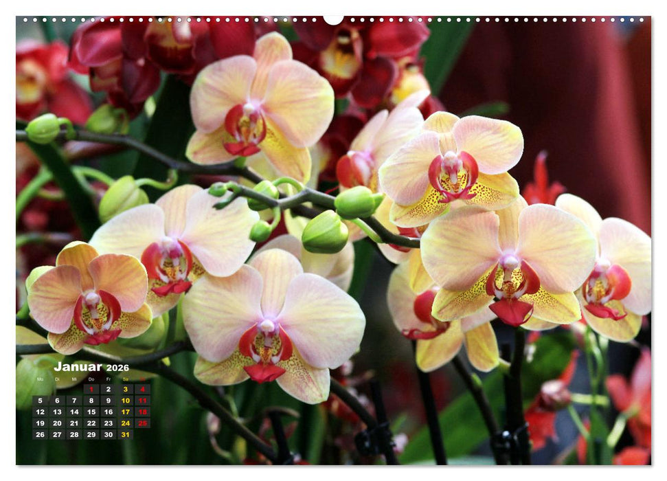 Prächtige Orchideen (CALVENDO Premium Wandkalender 2026)