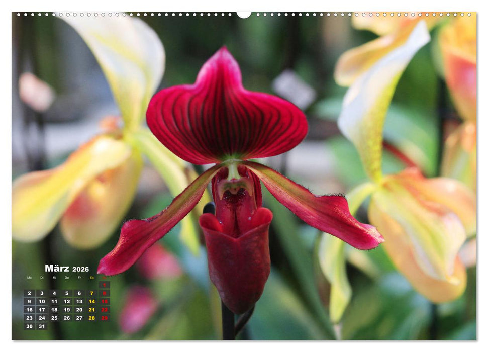 Prächtige Orchideen (CALVENDO Premium Wandkalender 2026)