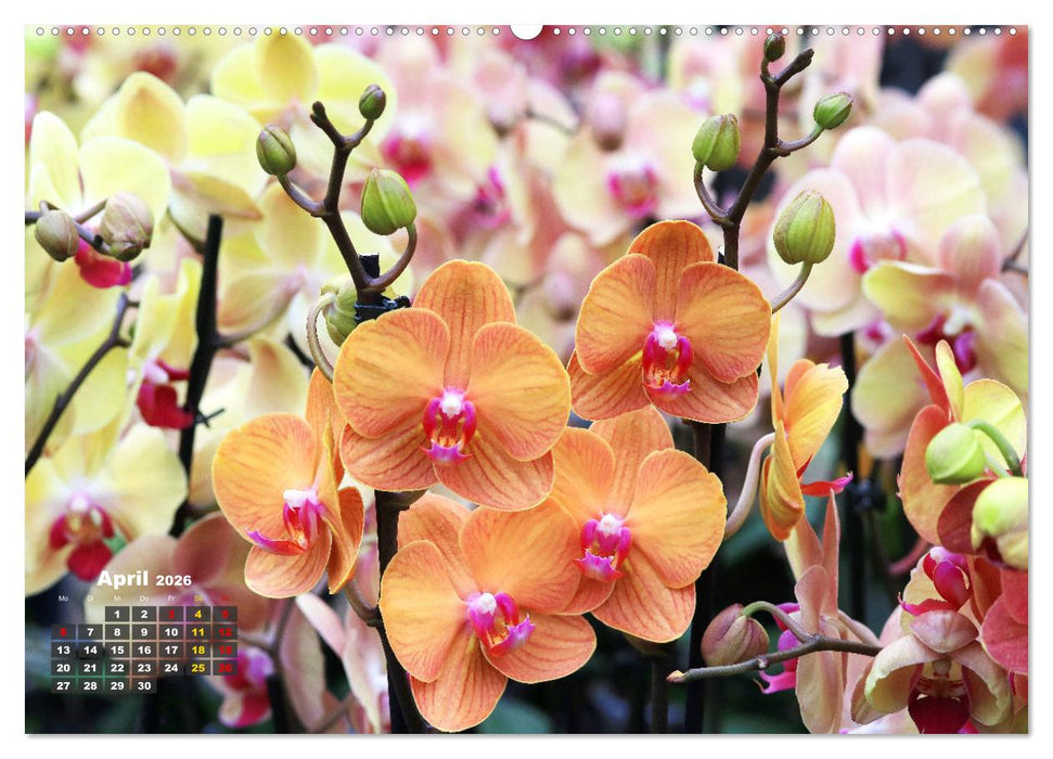 Prächtige Orchideen (CALVENDO Premium Wandkalender 2026)