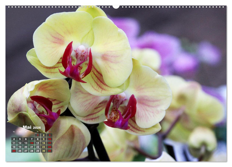 Prächtige Orchideen (CALVENDO Premium Wandkalender 2026)
