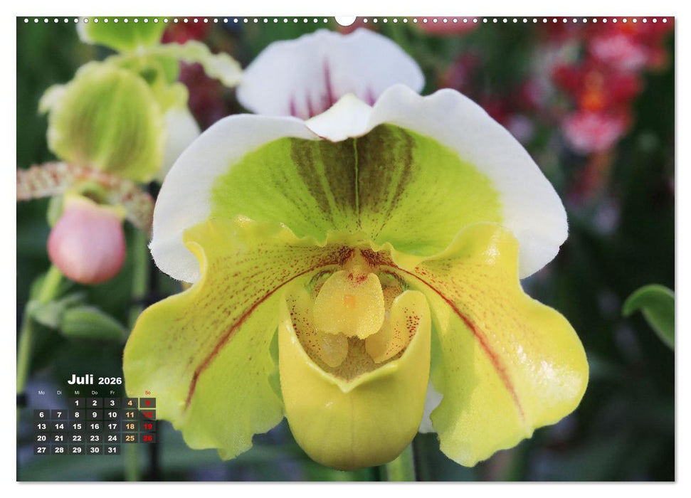 Prächtige Orchideen (CALVENDO Premium Wandkalender 2026)