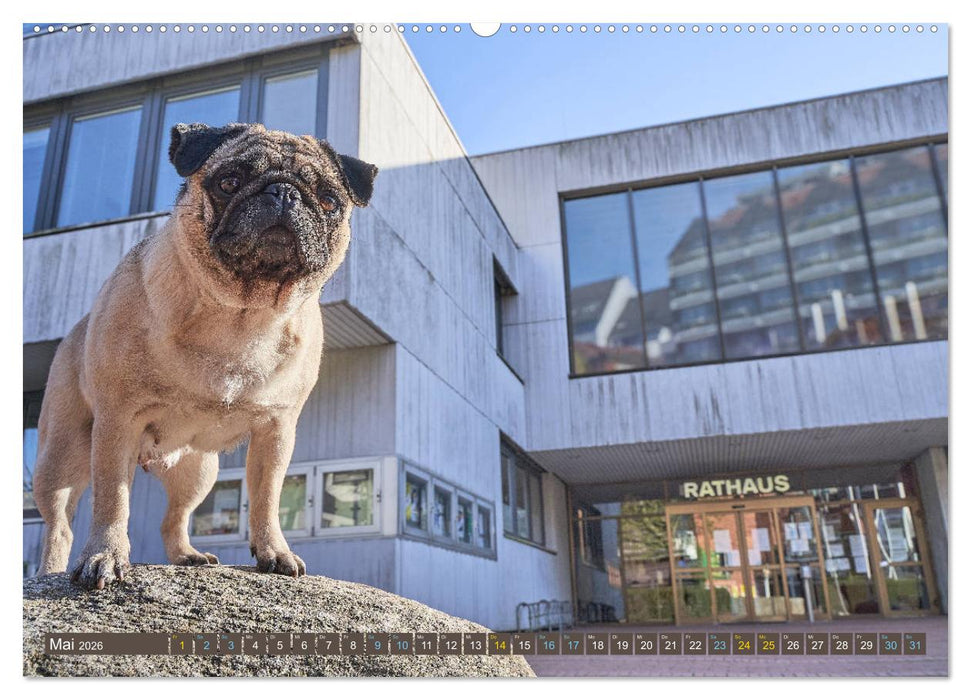 Reinbek mopsfidel (CALVENDO Wandkalender 2026)