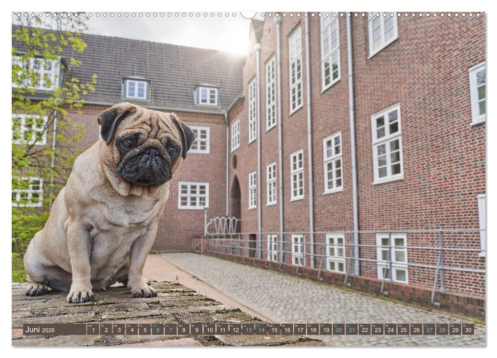 Reinbek mopsfidel (CALVENDO Wandkalender 2026)