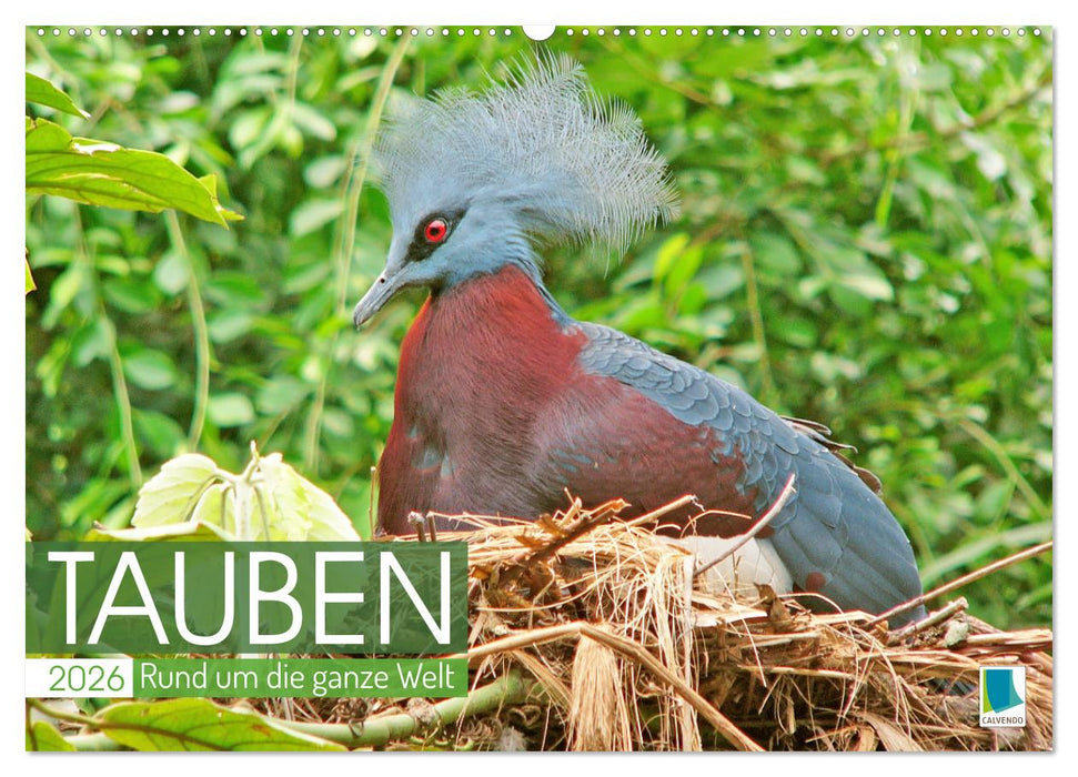 Tauben rund um die ganze Welt (CALVENDO Wandkalender 2026)