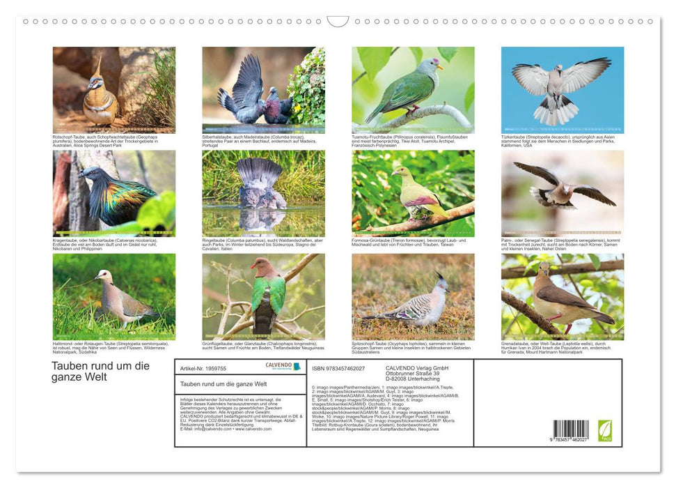 Tauben rund um die ganze Welt (CALVENDO Wandkalender 2026)