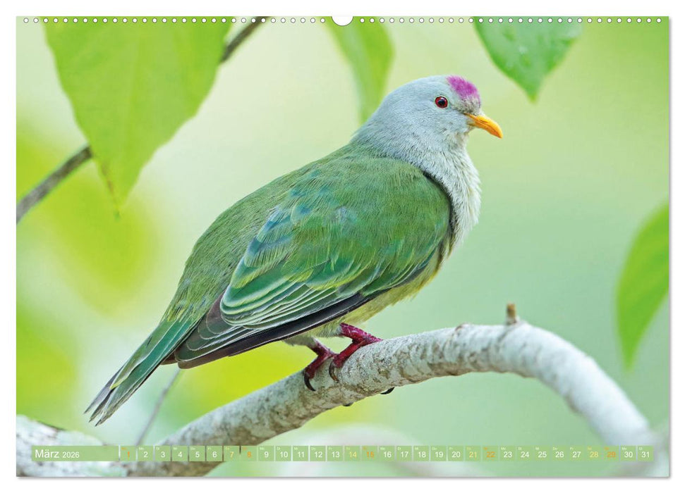 Tauben rund um die ganze Welt (CALVENDO Wandkalender 2026)