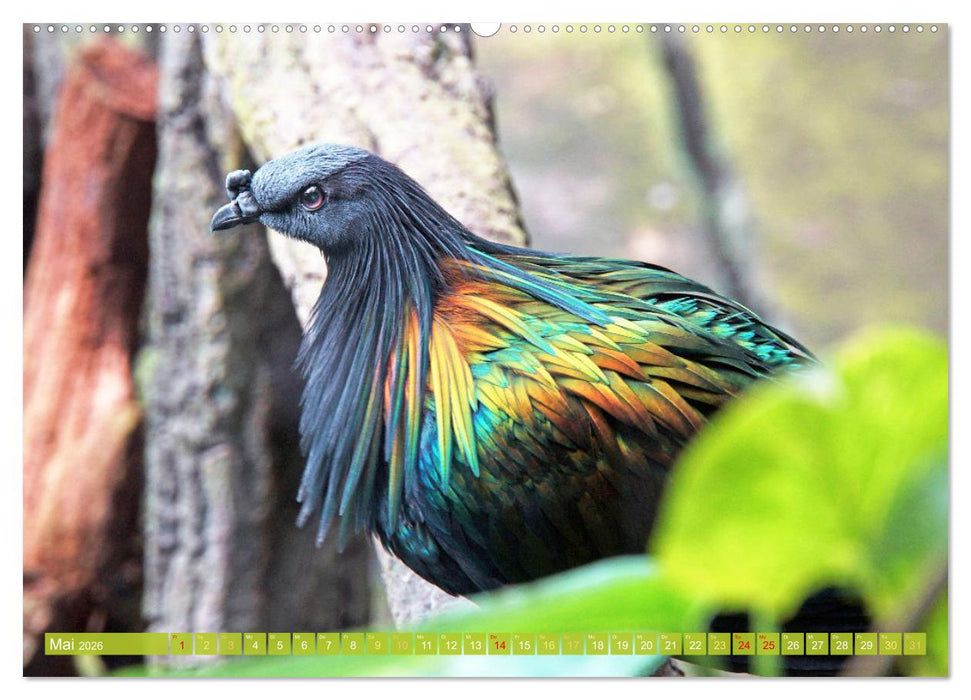 Tauben rund um die ganze Welt (CALVENDO Wandkalender 2026)