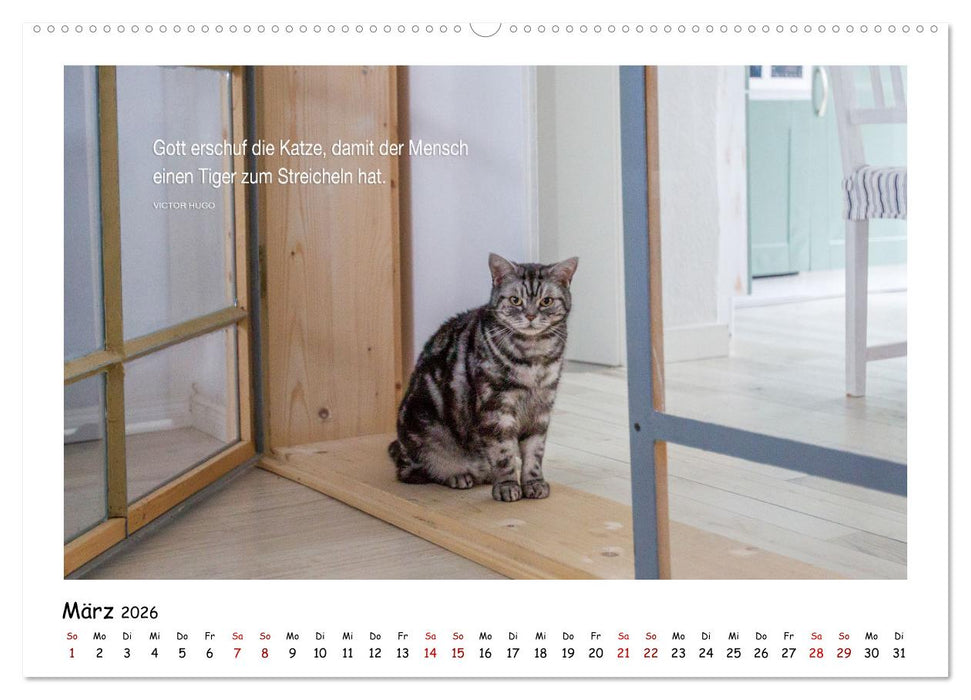 Kätzchen-Kalender mit Sprüchen (CALVENDO Premium Wandkalender 2026)