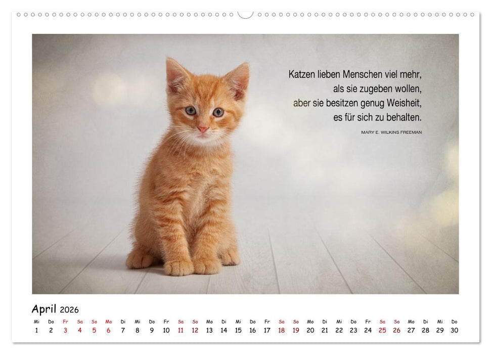Kätzchen-Kalender mit Sprüchen (CALVENDO Premium Wandkalender 2026)