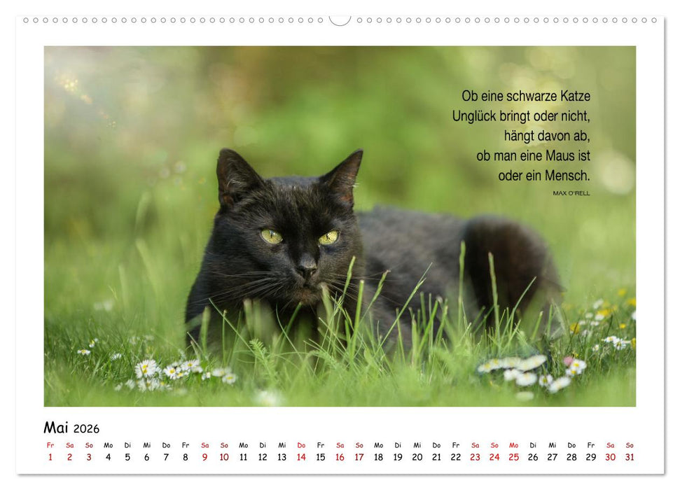 Kätzchen-Kalender mit Sprüchen (CALVENDO Premium Wandkalender 2026)
