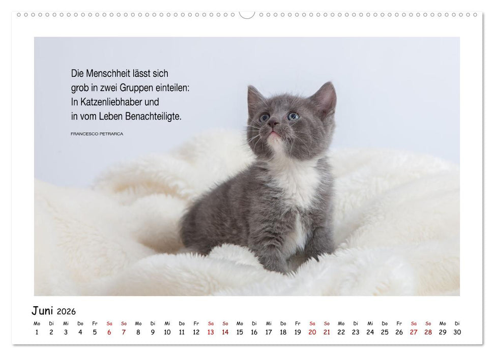 Kätzchen-Kalender mit Sprüchen (CALVENDO Premium Wandkalender 2026)