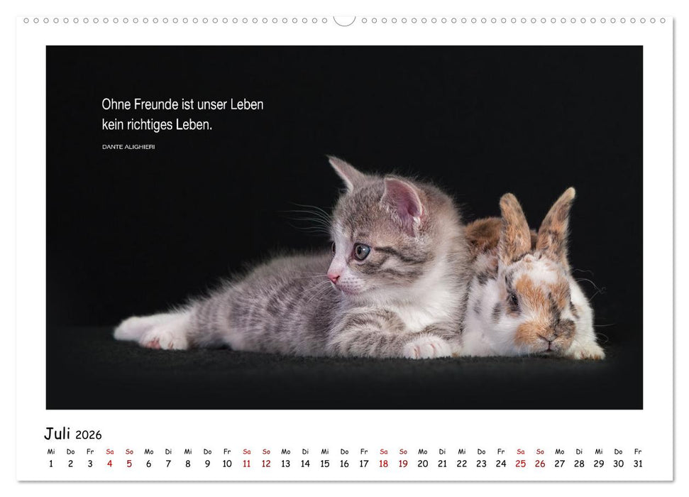 Kätzchen-Kalender mit Sprüchen (CALVENDO Premium Wandkalender 2026)